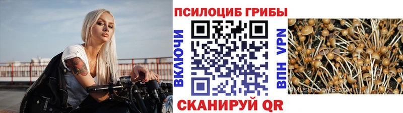 закладка  Евпатория  Псилоцибиновые грибы прущие грибы 